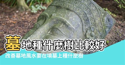 墓地種樹|墓地旁一般種什麼植物比較好 